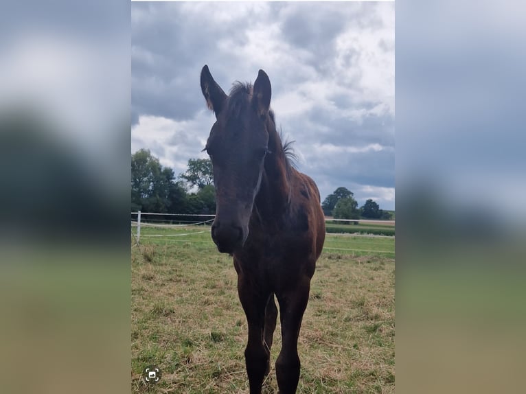 Fries paard Merrie  Zwart in Wallerstein