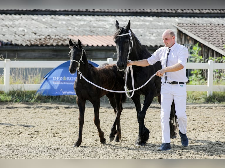 Fries paard Merrie  Zwart in Wallerstein