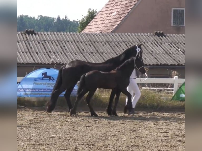 Fries paard Merrie  Zwart in Wallerstein