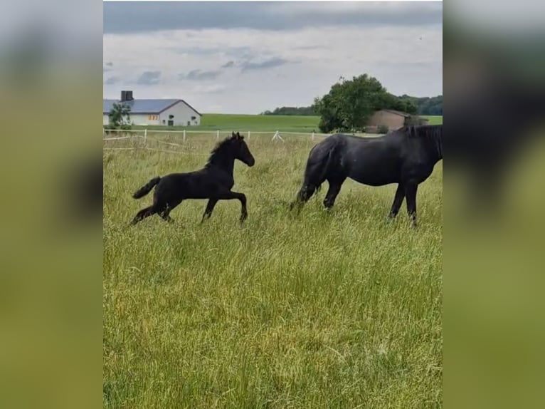 Fries paard Merrie  Zwart in Wallerstein