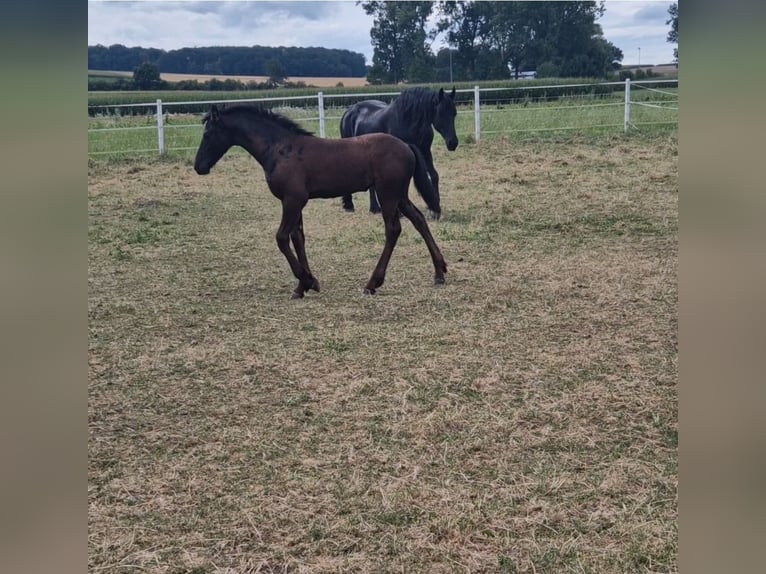 Fries paard Merrie  Zwart in Wallerstein