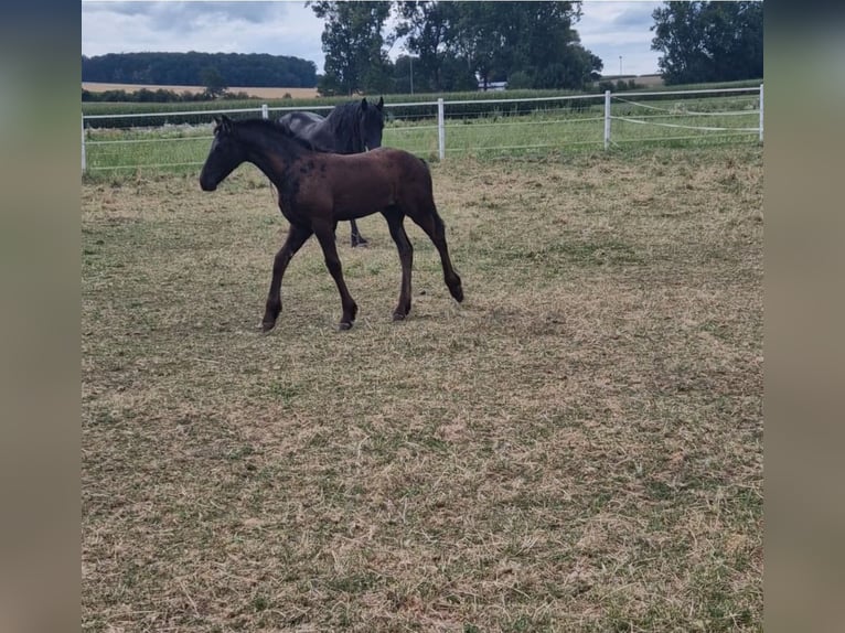 Fries paard Merrie  Zwart in Wallerstein