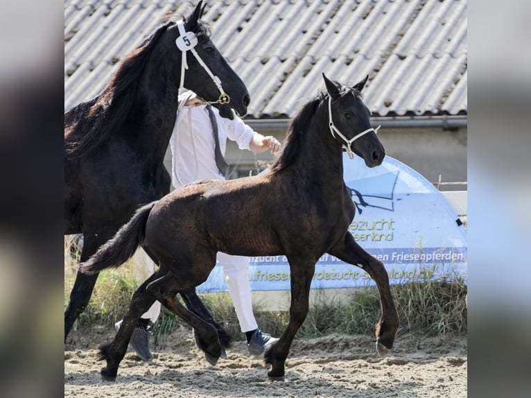 Fries paard Merrie  Zwart in Wallerstein