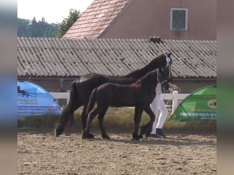 Fries paard Merrie  Zwart in Wallerstein