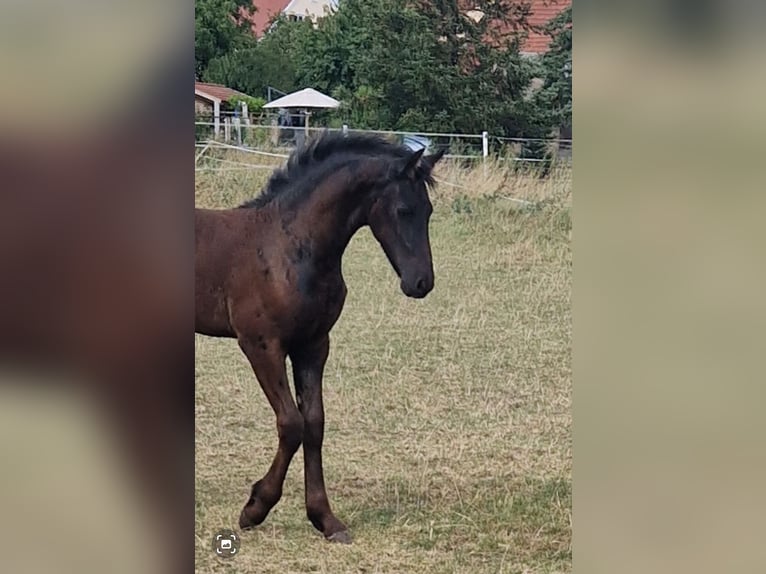 Fries paard Merrie  Zwart in Wallerstein