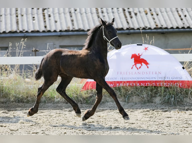 Fries paard Merrie  Zwart in Wallerstein