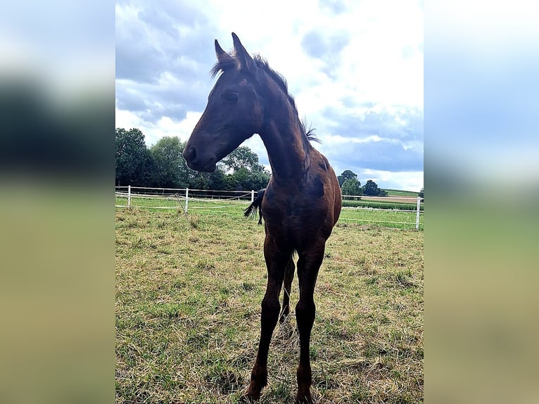 Fries paard Merrie  Zwart in Wallerstein