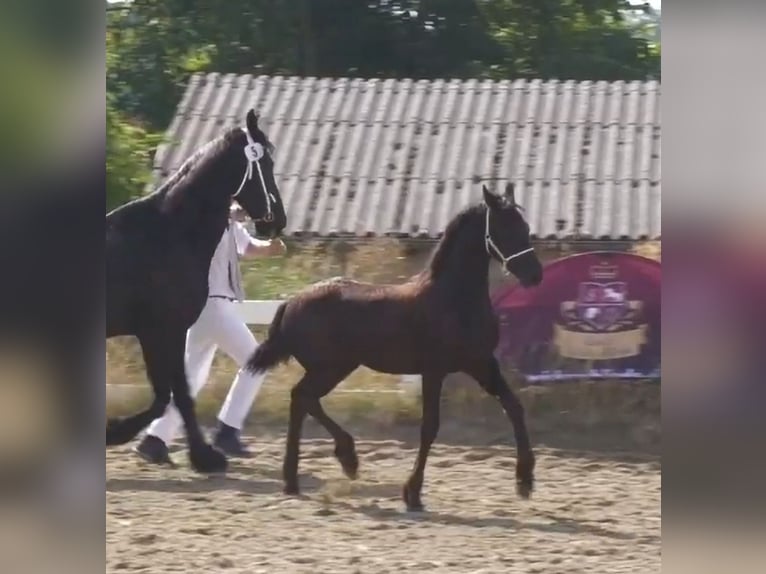 Fries paard Merrie  Zwart in Wallerstein