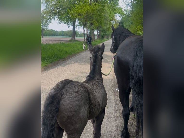 Fries paard Mix Merrie Veulen (04/2026) Zwart in Wardenburg