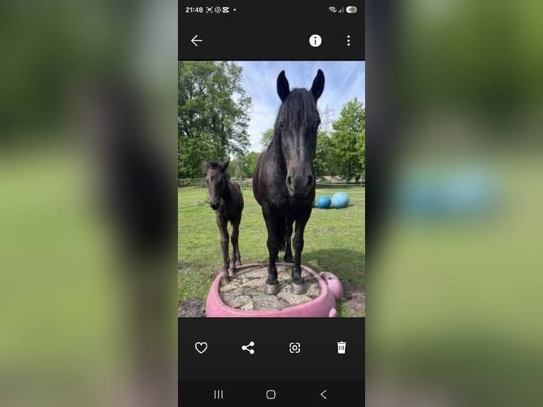 Fries paard Mix Merrie Veulen (04/2026) Zwart in Wardenburg