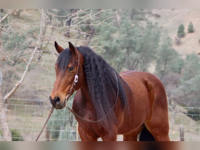 Fries paard Ruin 10 Jaar 152 cm Roodbruin in Chappell Hill