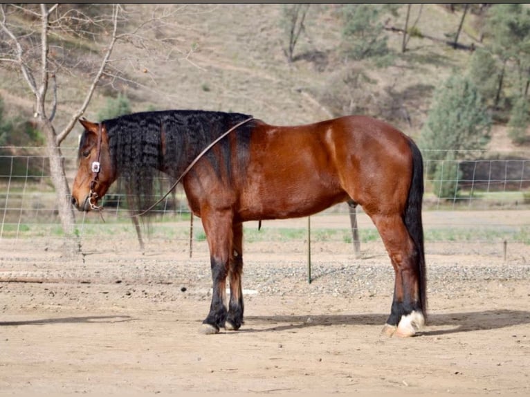 Fries paard Ruin 10 Jaar 152 cm Roodbruin in Chappell Hill