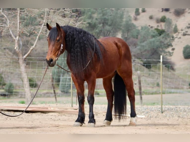 Fries paard Ruin 10 Jaar 152 cm Roodbruin in Chappell Hill