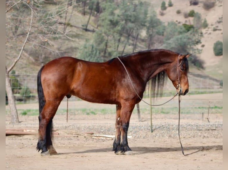 Fries paard Ruin 10 Jaar 152 cm Roodbruin in Chappell Hill