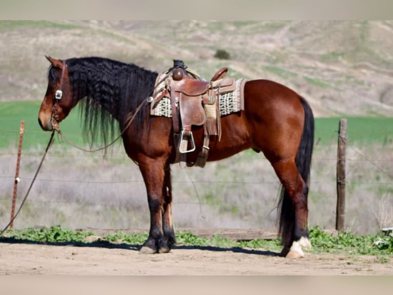 Fries paard Ruin 10 Jaar 152 cm Roodbruin in Chappell Hill