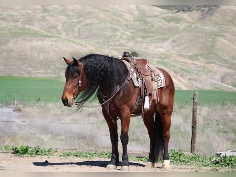 Fries paard Ruin 10 Jaar 152 cm Roodbruin in Chappell Hill