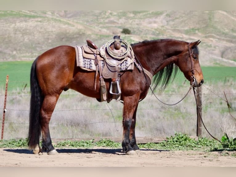 Fries paard Ruin 10 Jaar 152 cm Roodbruin in Chappell Hill