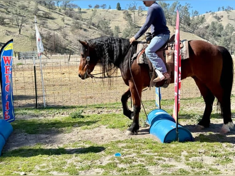 Fries paard Ruin 10 Jaar 152 cm Roodbruin in Chappell Hill