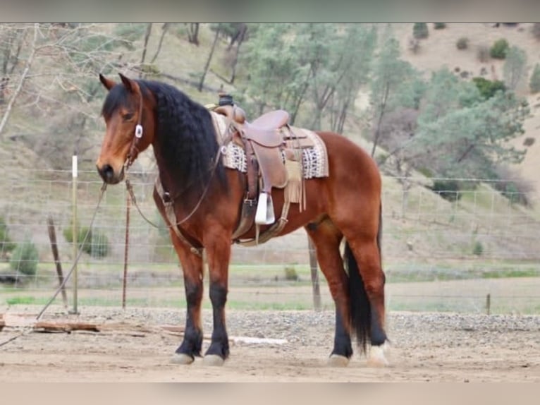 Fries paard Ruin 10 Jaar 152 cm Roodbruin in Chappell Hill