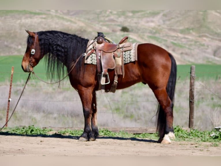 Fries paard Ruin 10 Jaar 152 cm Roodbruin in Chappell Hill