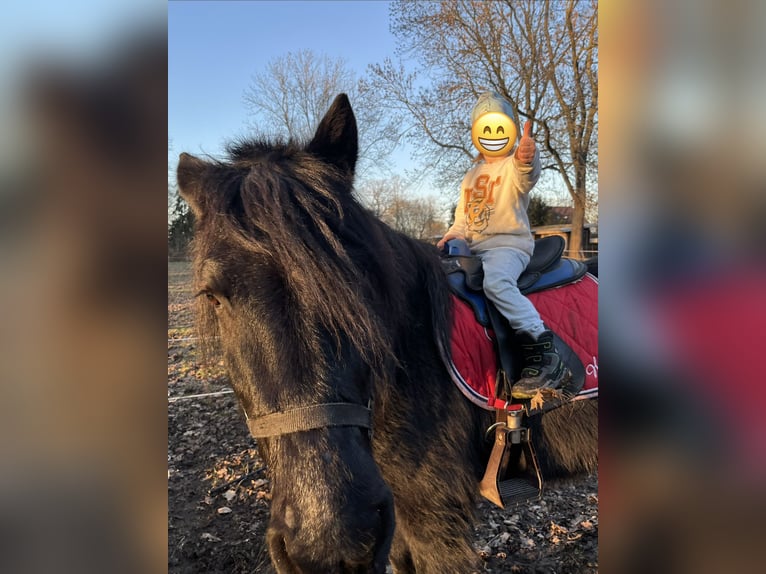 Fries paard Mix Ruin 10 Jaar 152 cm Zwart in Riesa