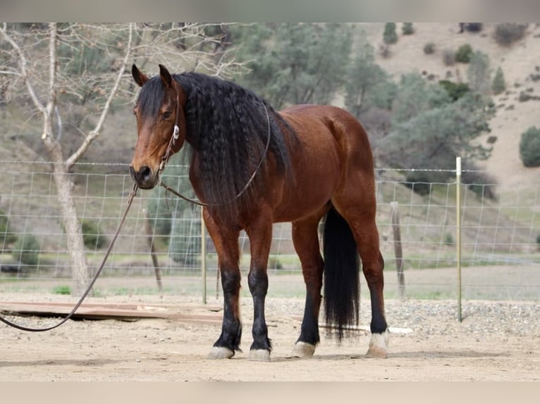 Fries paard Ruin 10 Jaar 155 cm Roodbruin in Paicines CA