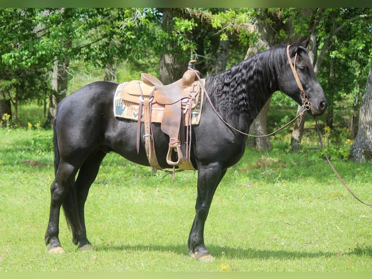 Fries paard Ruin 10 Jaar 157 cm Zwart in RUsk TX