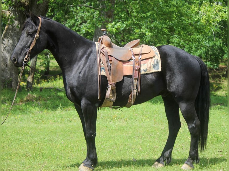 Fries paard Ruin 10 Jaar 157 cm Zwart in RUsk TX