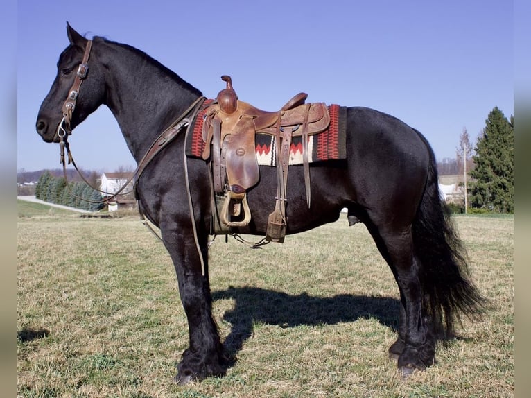 Fries paard Ruin 10 Jaar 157 cm Zwart in Millersburg, OH