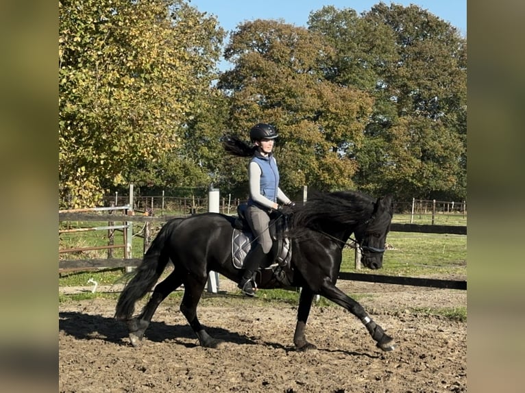 Fries paard Ruin 10 Jaar 158 cm Zwart in Beelitz