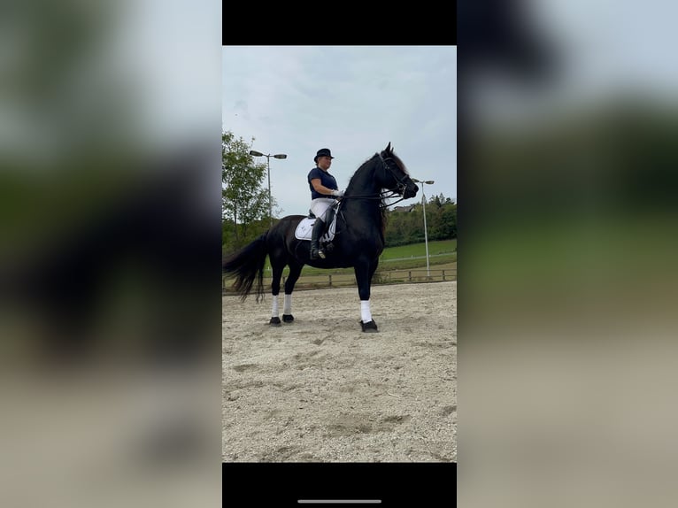 Fries paard Ruin 10 Jaar 160 cm Zwart in Leibnitz