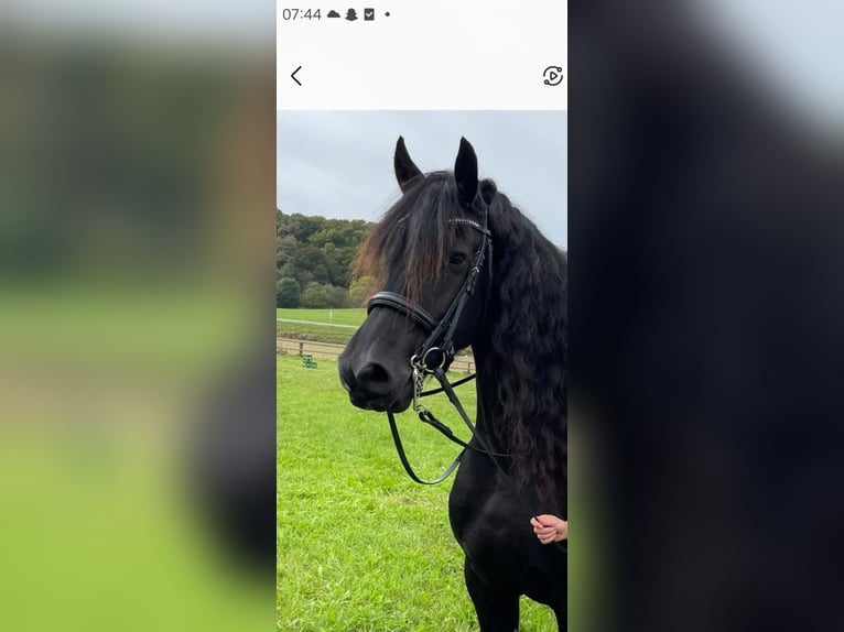 Fries paard Ruin 10 Jaar 160 cm Zwart in Leibnitz