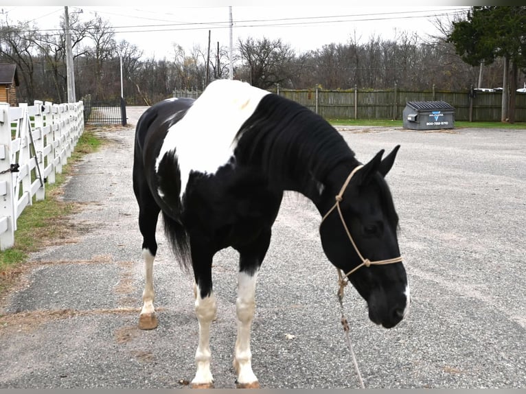 Fries paard Ruin 10 Jaar 163 cm Tobiano-alle-kleuren in Sturgis MI