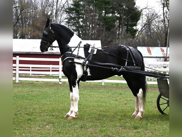 Fries paard Ruin 10 Jaar 163 cm Tobiano-alle-kleuren in Sturgis MI