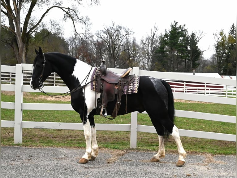 Fries paard Ruin 10 Jaar 163 cm Tobiano-alle-kleuren in Sturgis MI