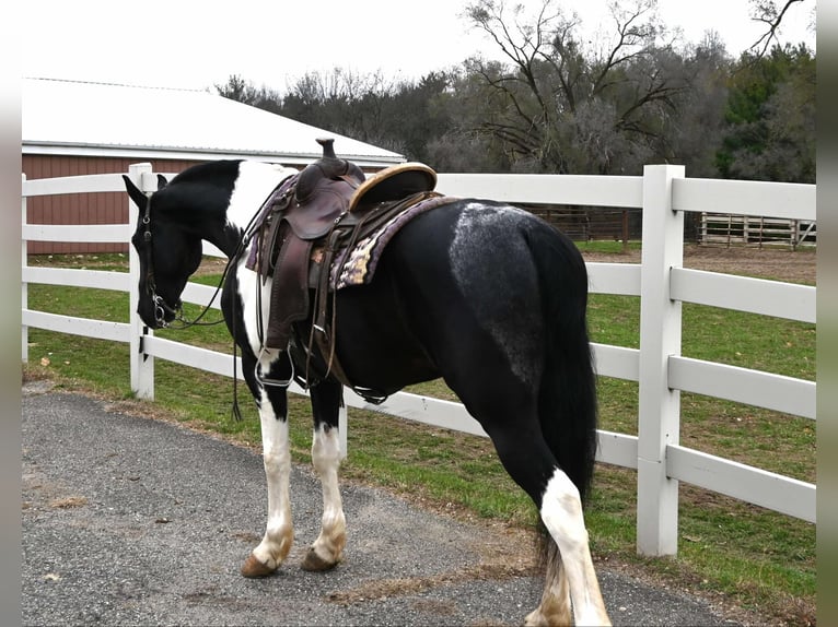 Fries paard Ruin 10 Jaar 163 cm Tobiano-alle-kleuren in Sturgis MI