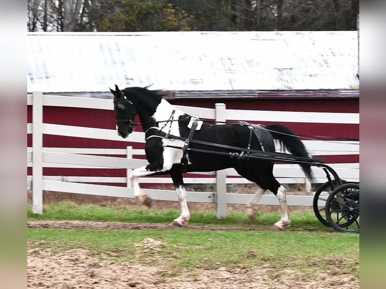 Fries paard Ruin 10 Jaar 163 cm Tobiano-alle-kleuren in Sturgis MI