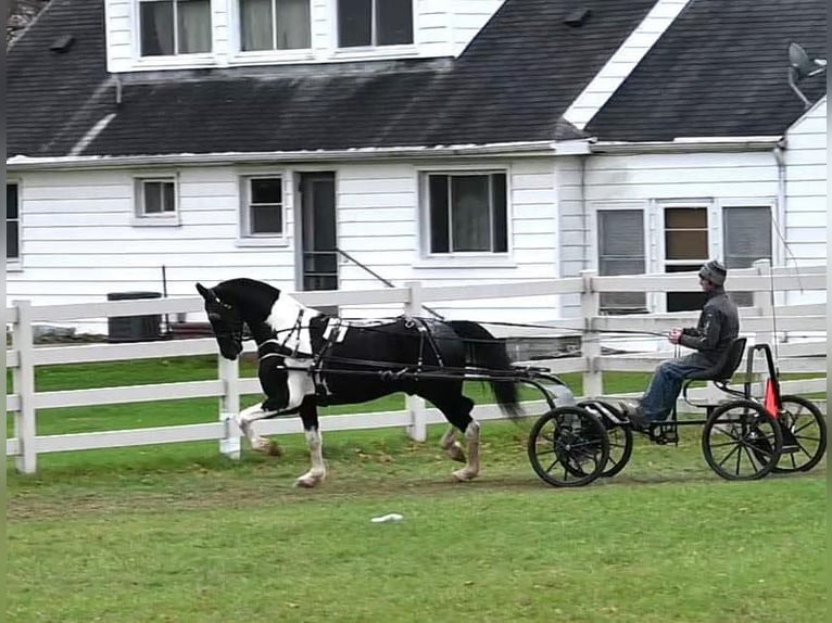 Fries paard Ruin 10 Jaar 163 cm Tobiano-alle-kleuren in Sturgis MI