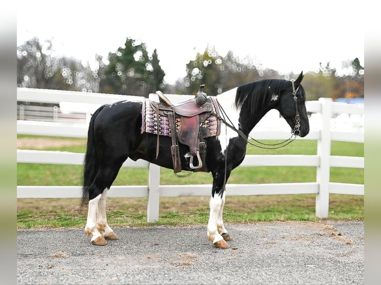 Fries paard Ruin 10 Jaar 163 cm Tobiano-alle-kleuren in Sturgis MI