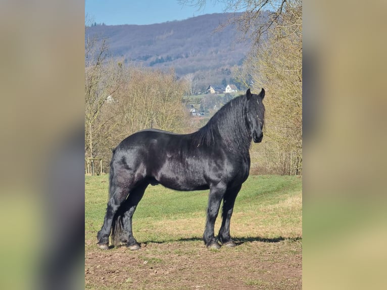 Fries paard Ruin 10 Jaar 163 cm Zwart in Rötha