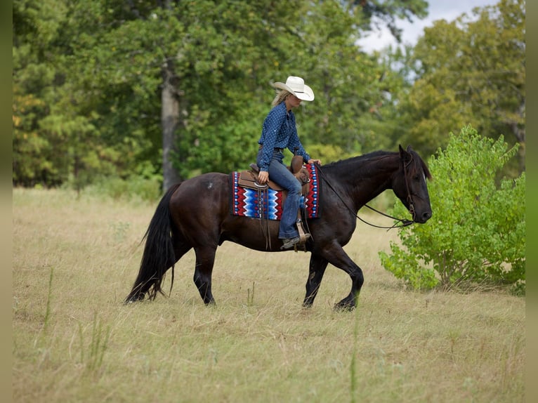 Fries paard Ruin 10 Jaar 163 cm Zwart in Huntsville TX