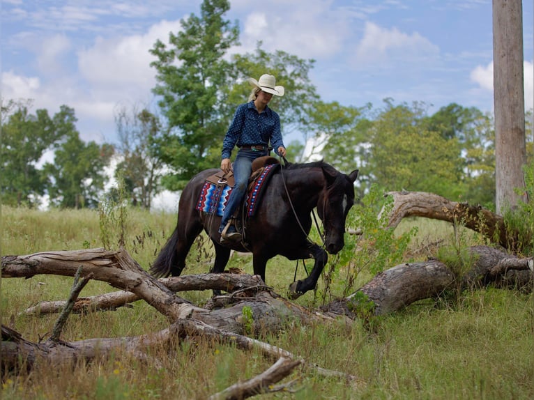 Fries paard Ruin 10 Jaar 163 cm Zwart in Huntsville TX