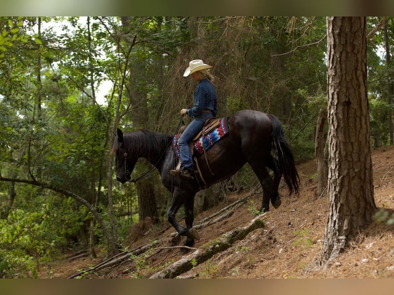 Fries paard Ruin 10 Jaar 163 cm Zwart in Huntsville TX