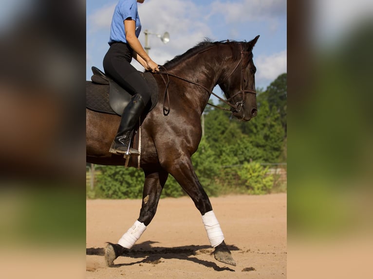 Fries paard Ruin 10 Jaar 163 cm Zwart in Huntsville TX