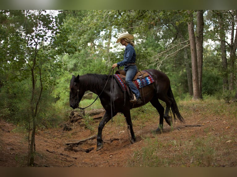 Fries paard Ruin 10 Jaar 163 cm Zwart in Huntsville TX