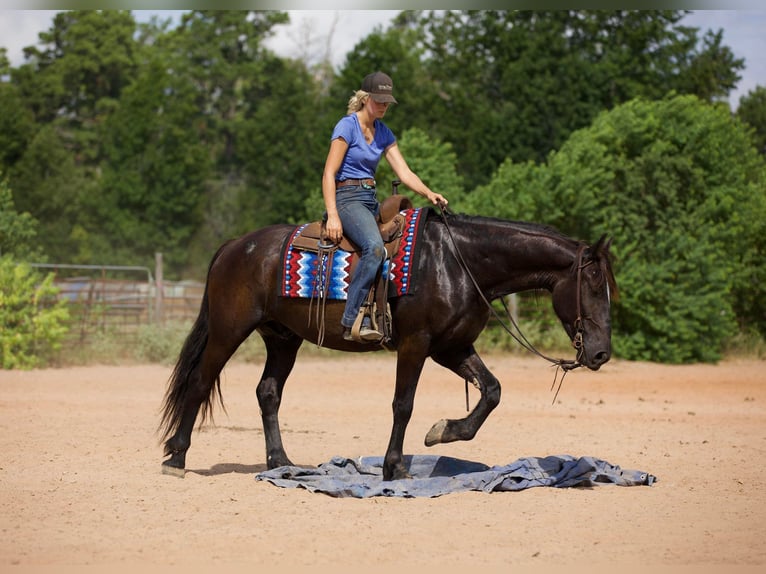 Fries paard Ruin 10 Jaar 163 cm Zwart in Huntsville TX