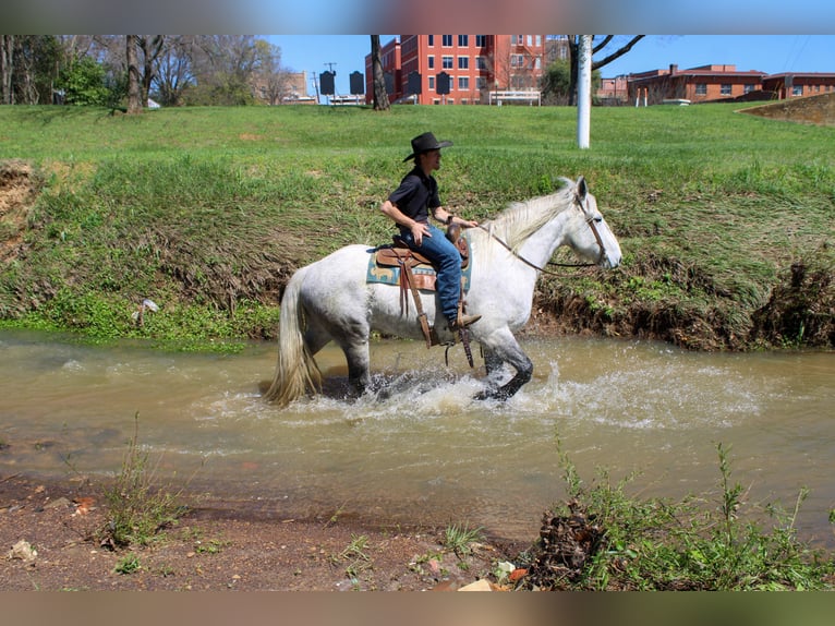 Fries paard Mix Ruin 10 Jaar 168 cm Schimmel in Rusk