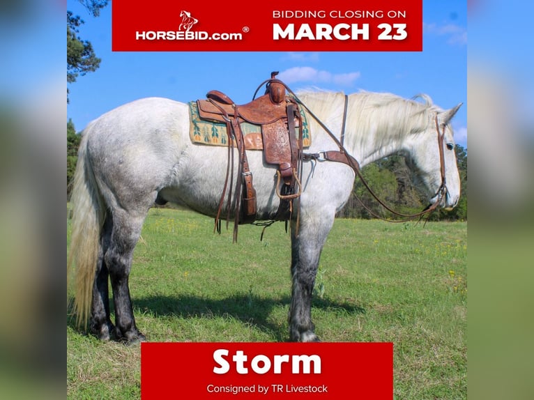 Fries paard Mix Ruin 10 Jaar 168 cm Schimmel in Rusk