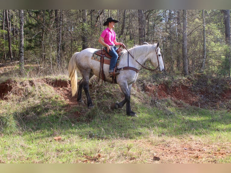 Fries paard Mix Ruin 10 Jaar 168 cm Schimmel in Rusk