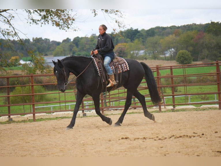 Fries paard Ruin 10 Jaar 170 cm Zwart in fresno OH